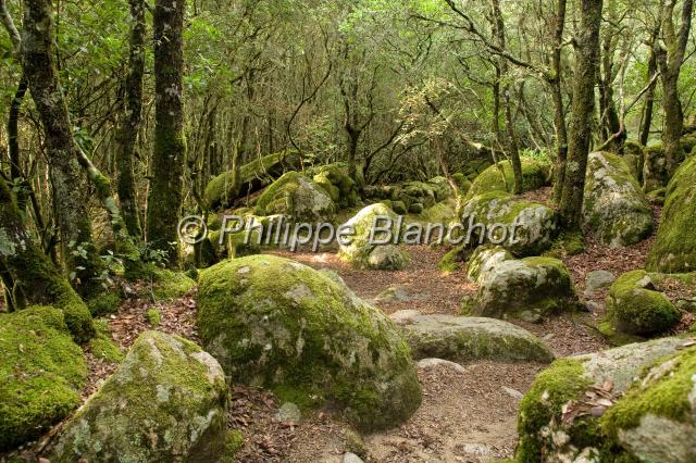 france corse 18.JPG - Cucuruzzu, site archéologiquePianu de Levie, Alta RoccaCorse
